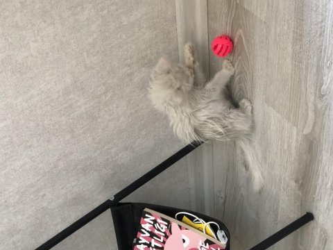 Ankara kedisi kırması 2 aylık dişi