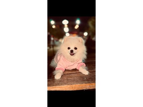 Minik panda pomeranian dişi