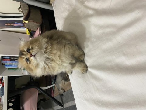 Black golden scottish longhair dişi
