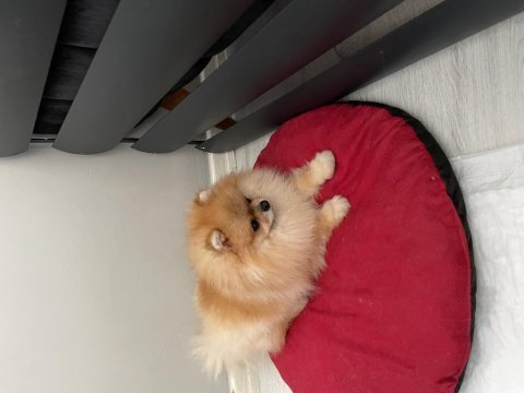 Pomeranian boo erkeğimiz yuvasını arıyor
