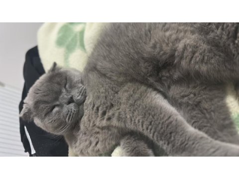 Dünyanın en sakin uslu kedisi scottish fold