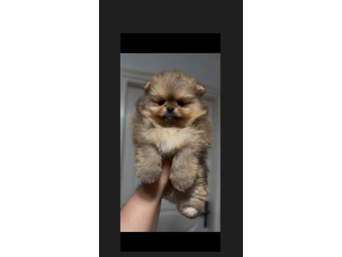 Sağlık ve ırk garantili pomeranian boo