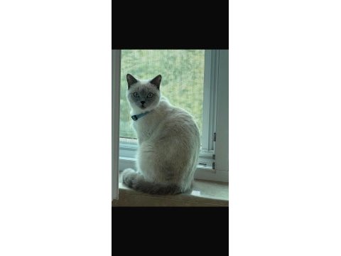 8 aylık dişi british shorthair