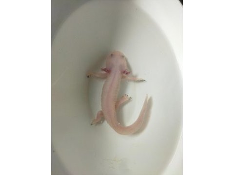 Aksolotl sürüngen