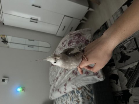 Ele omuza alışık 8 aylık sultan papağanı