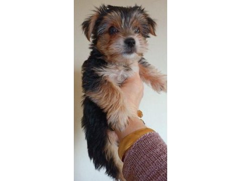 2 aylık dişi yorkshire terrier