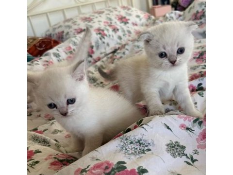 Maviş gözlü kar beyaz son scottish fold minnaklarım uygun