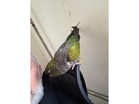 Full evcil patagonya konur (bebek gibi sevdirir)