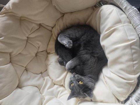 1 yaşında dişi russian blue