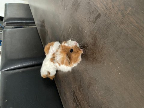 25 günlük yavru ginepigler