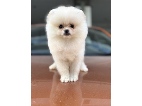 A class üst düzey pomeranian yavrular
