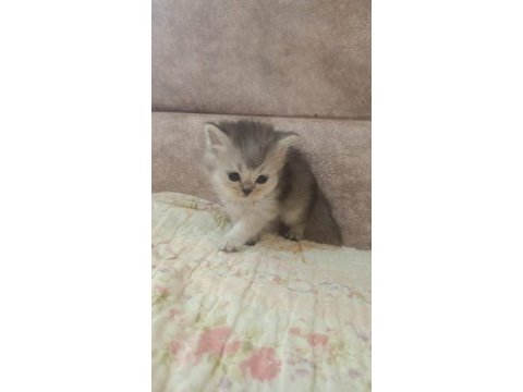 Safkan çok şirin bebek british shorthair yavrularımız