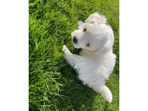 Orjinal ırk maltese terrier sağlık ve ırk garantidir