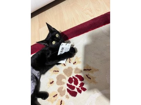 Ücretsiz sahiplendirme kedimiz