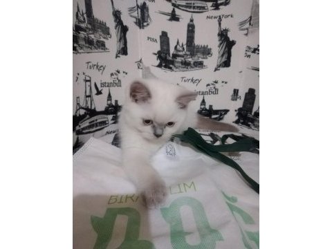 British shorthair bluepoint miniklerimiz ailelerini bekliyor