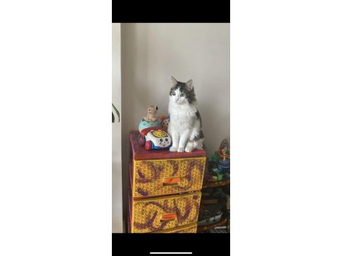 1 yaşında erkek kısır oyuncu tekir kedim
