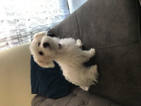5. 6 aylık maltese terrier acil