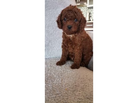 Toy poodle erkek yavrum