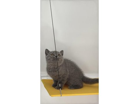 British shorthair gri ayı kafa yavrular