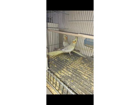 50 günlük yeni yeme düşen ev üretimi sultan papağanlar