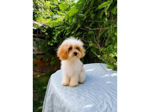 Sütlü kahve tadında kore maltipoo yavru
