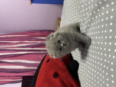 Kendi safkan scottish fold yavrularım