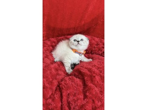 Ayı kafa safkan scottish fold yavrular