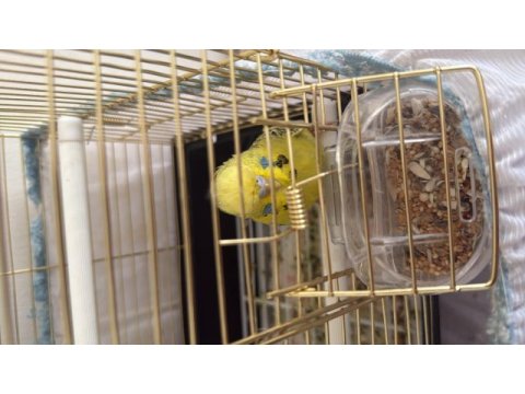3 aylık dişi teksas jumbo muhabbet kuşu