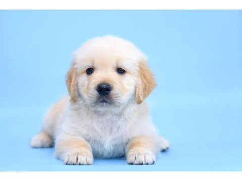Golden retriever adrese teslim kapıda ödeme yapabilirsiniz
