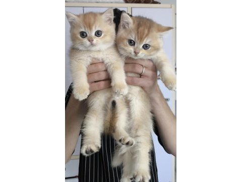 British golden ny 12 ve black golden