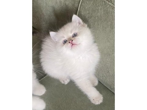 Silver british longhair dişi ve erkek bebekler