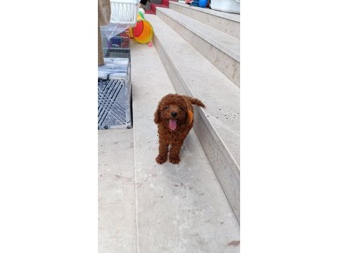 Kore poodle erkek dişi köpekler