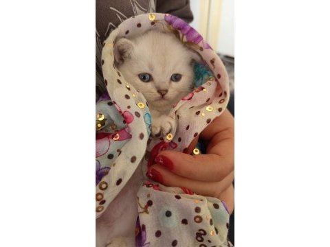 British golden ve shorthair yavrularımız