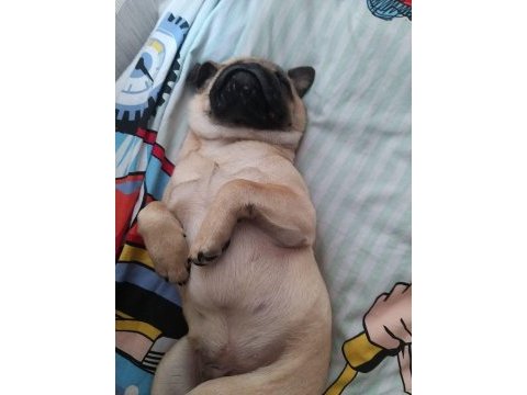 Pug köpeğimiz rıfkı bey