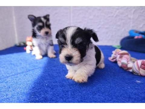 Anne baba orjinal gerçek morkie yavrular