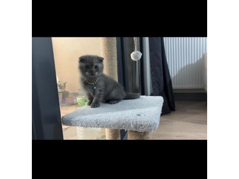 Scottish fold aslan parçasına yuva arıyoruz