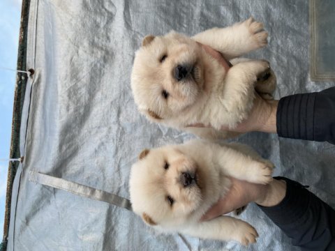 Mükemmel kalite chow chow yavrular
