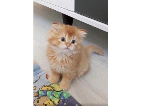 British longhair golden ve beyaz 4 yavru
