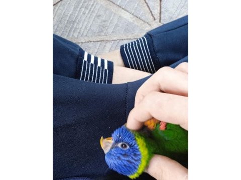 Full evcil lori papağanı