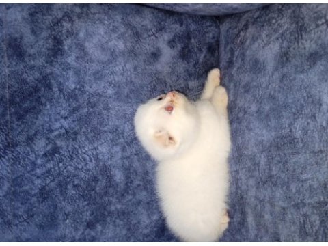British shorthair kızımız ilanda