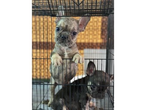 Çift dna mükemmel anatomi french bulldog