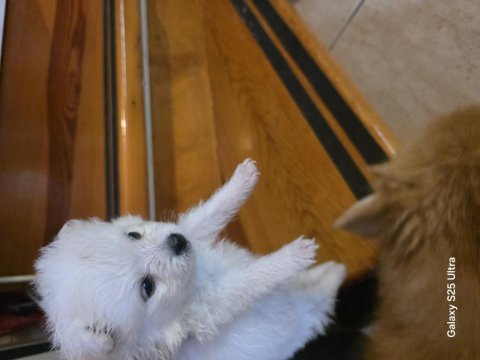 Muhteşem pomeranian minik ayıcıklar yuvanıza uğur getirecek