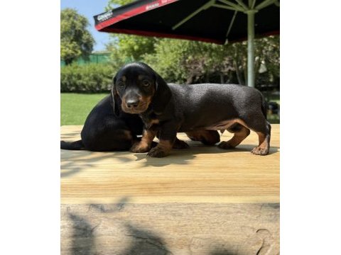 Şecereli dachshund yavruları sosis