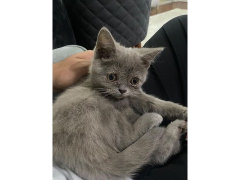 Lilac british shorthair 3 aylık