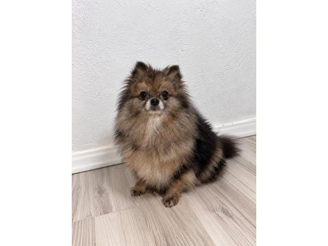 Pomeranian dişi hamile