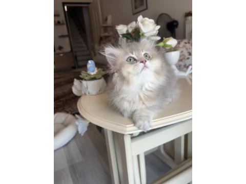 British longhair blue golden ay kardeşler