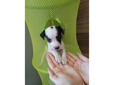 Jack russell yavru