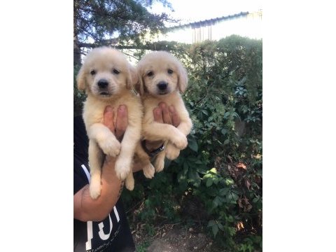 Golden retriever yavrular