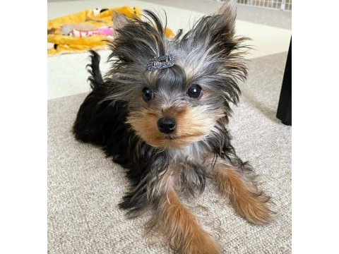 Evinizin neşesi yorkshire terrier