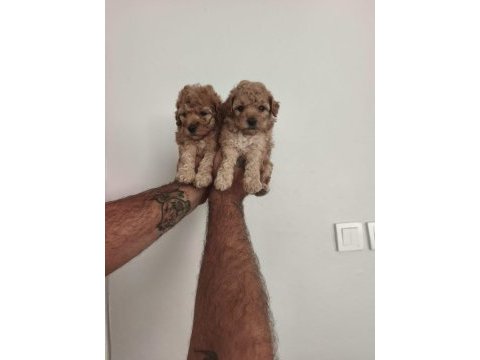 Toy poodle bebekler